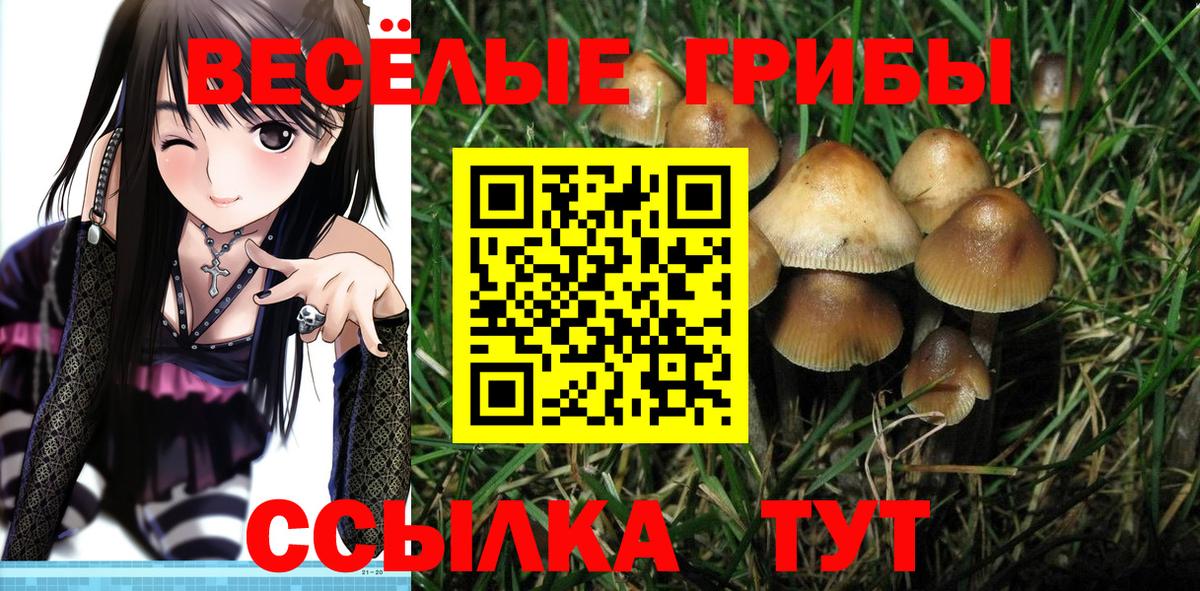 Кулебаки  Псилоцибиновые грибы прущие грибы  Вход с VPN  Галлюциногенные грибы GOLDEN TEACHER 